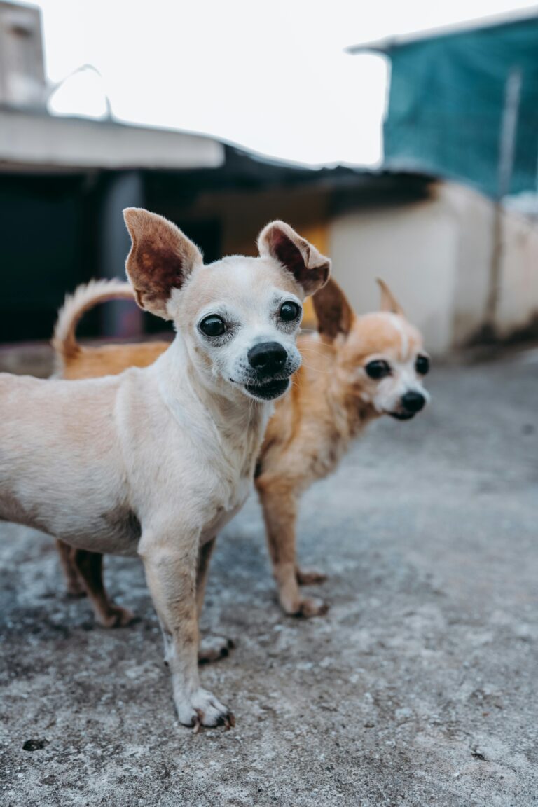 Cáncer en perros: hembras tienen casi tres veces mayor probabilidad de cáncer mamario que mujeres